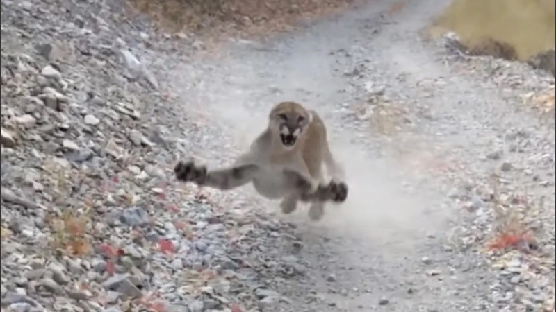 El joven grabó al feroz animal que lo persiguió durante varios minutos.