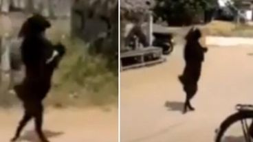 "Estamos en 2020" comentan los testigos de la cabra