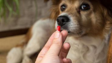 Las personas nunca deben tomar medicamentos veterinarios.