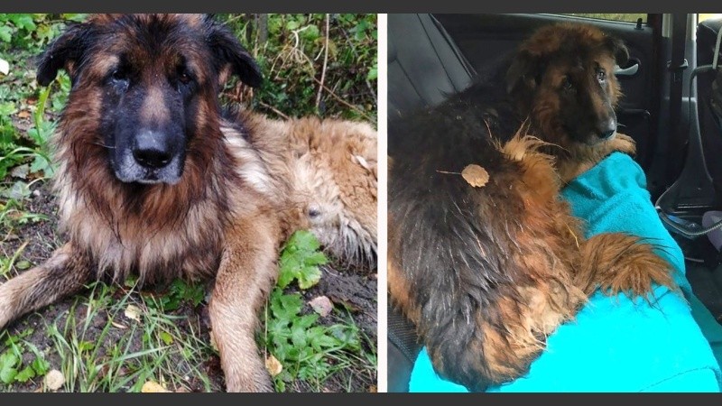 Los dueños volvieron a querer tenerlo en su vivienda con la versión de que lo abandonaron porque tenía una enfermedad