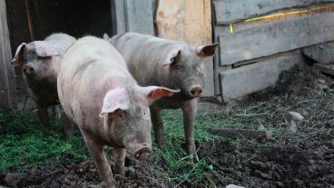 El virus fue especialmente mortal para los lechones más jóvenes.