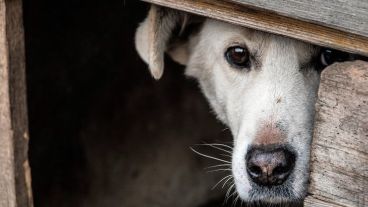 Imusa confirmó que reciben más de 30 denuncias de maltrato animal por día