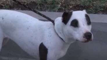 La perra entrenaba en el parque sin correa ni bozal.