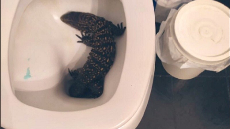 El lagarto quedó atrapado en un inodoro en La Plata.