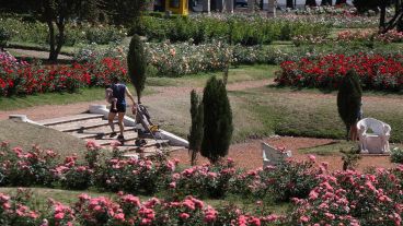 Multicolor: así luce el Rosedal tras la llegada de la primavera.