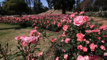 Multicolor: así luce el Rosedal tras la llegada de la primavera.