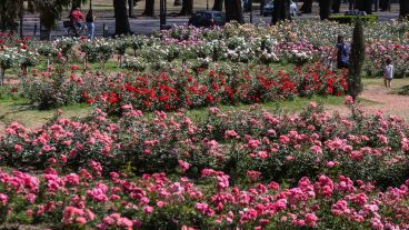 Multicolor: así luce el Rosedal tras la llegada de la primavera.
