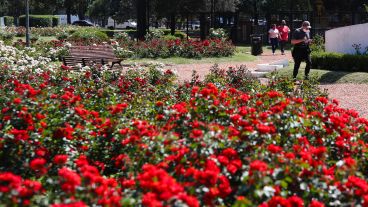 Multicolor: así luce el Rosedal tras la llegada de la primavera.