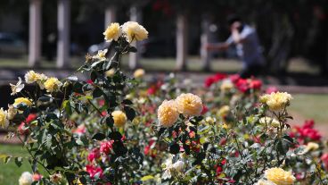 Multicolor: así luce el Rosedal tras la llegada de la primavera.