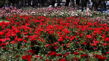 Multicolor: así luce el Rosedal tras la llegada de la primavera.