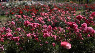 Multicolor: así luce el Rosedal tras la llegada de la primavera.
