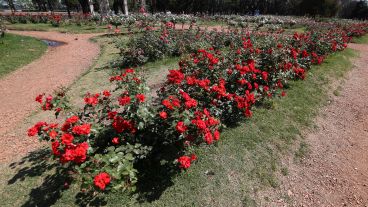 Multicolor: así luce el Rosedal tras la llegada de la primavera.