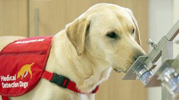 Aclaran que su olfato tienen "una efectividad superior a las pruebas de la Organización Mundial de la Salud".