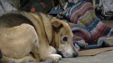 El perro al lado del joven fallecido.