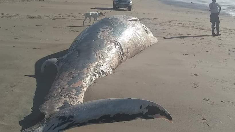 Este tipo de ballenas posee un cuerpo más delgado y alargado que el de las francas.