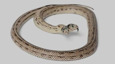 "Las serpientes de dos cabezas tienen pocas probabilidades de sobrevivir en la naturaleza", señala el instituto.