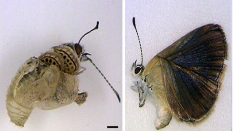 El 28% de las mariposas mostró anormalidades.