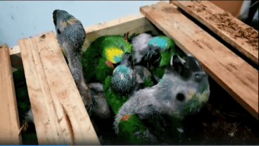 Los loritos habían sido encerrados en cajas