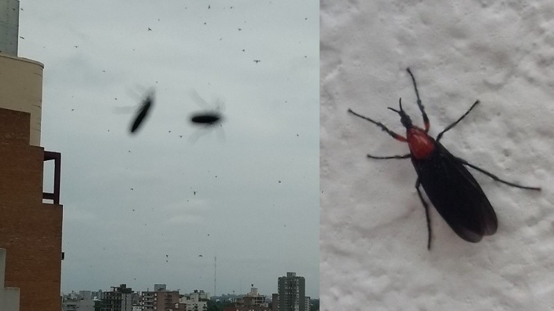 Dos de las imágenes compartidas en Twitter sobre la presencia molesta del insecto.