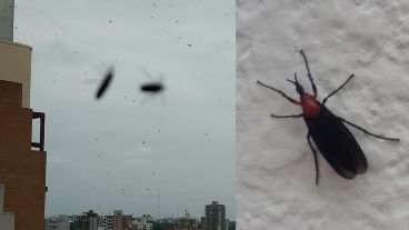 Dos de las imágenes compartidas en Twitter sobre la presencia molesta del insecto.