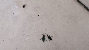 Dos moscas "anticuarentena" rompen el aislamiento social.