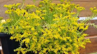 Las mosquita se alimenta de néctar de las plantas.