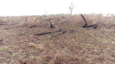 El primero de los once viajes a las islas con fines científicos.