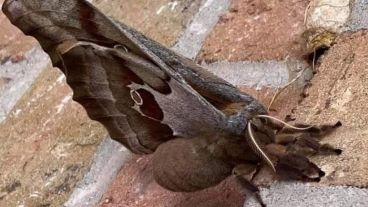 La polilla que impresiona en redes y más aún en vivo y en directo.