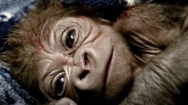 El pequeño gorila enternece las redes sociales.