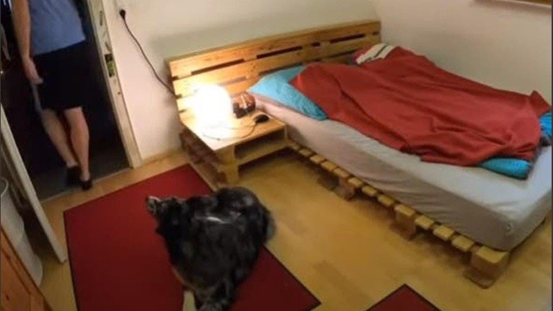 El perro se tapa con una manta y se echa a dormir