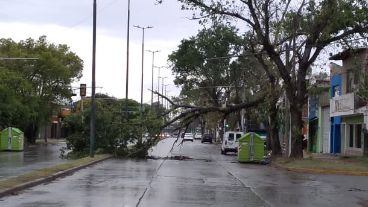 La tormenta derribó una rama de gran tamaño y trabajan para retirarla