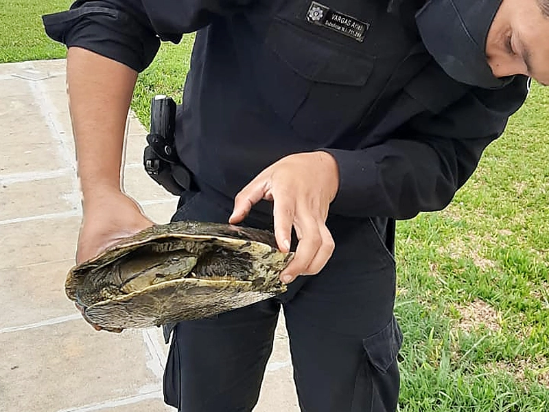 El propietario de la casa consiguió ayuda de 3 policías para rescatar a la tortuga
