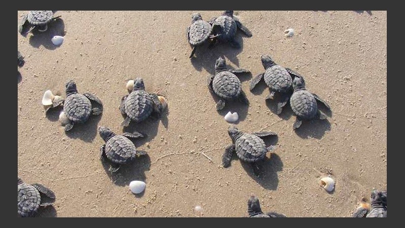 Las eclosiones iniciaron alrededor del 21 de octubre.