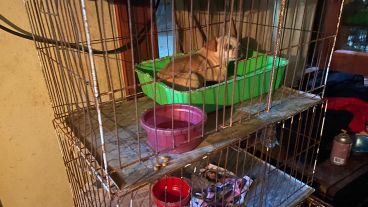 Uno de los 150 perros encontrados en estado deplorable.