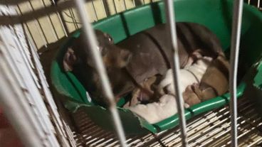 Uno de los 150 perros encontrados en estado deplorable.