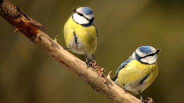 El video fue compartido más de 9.000 veces.