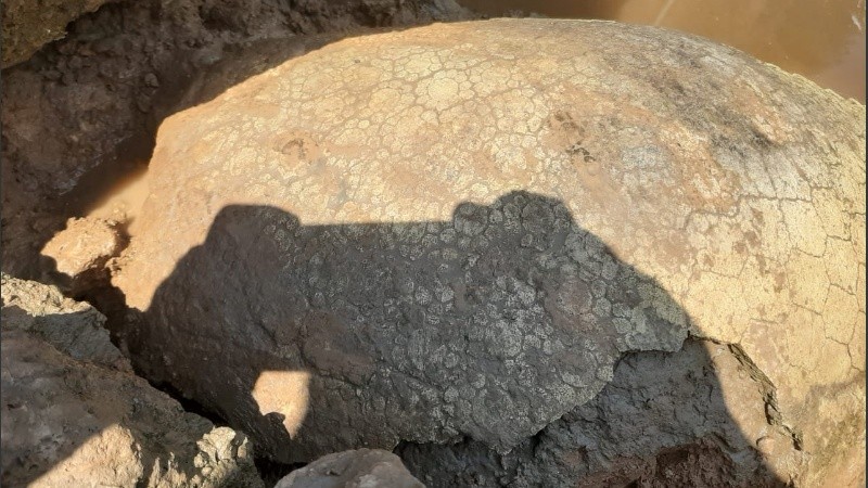 Un par de pescadores hallaron los restos fósiles pero no pudieron evitar que se los robaran