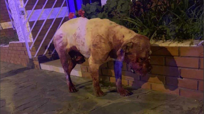 El perro fue trasladado a la veterinaria pero murió