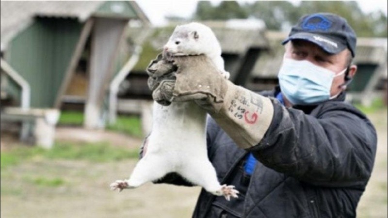 En total hubo 12 casos de transmisión en humanos del virus mutado.