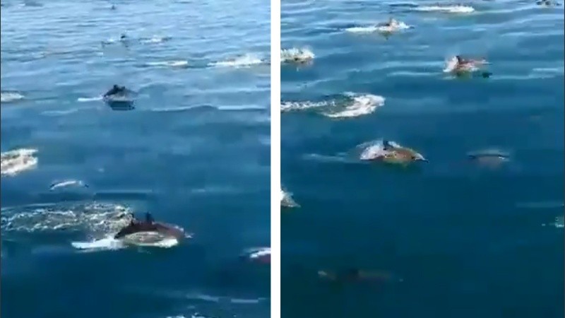 Las imágenes sorprenden por la cantidad de delfines nadando en la zona