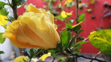 Se abre la primavera y despliega todo su color.