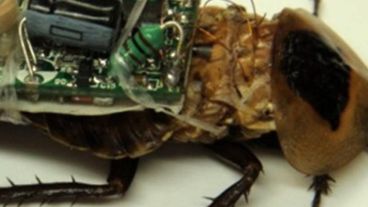 Los expertos advierten que los ejemplares aparecerán de la nada sin que las veamos, harán su trabajo y después se esconderán