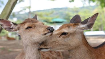 Se estima que hay alrededor de 1.000 ciervos viviendo en el parque de Nara.