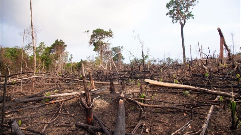 Entre el 15 de marzo y el 31 de octubre se perdieron 200 hectáreas de bosques por día.