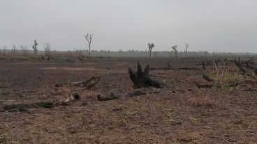 El Observatorio Ambiental de la UNR realiza un relevamiento en la zona de islas.