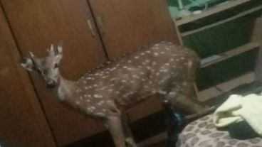 El animalito fue trasladado a la Granja.