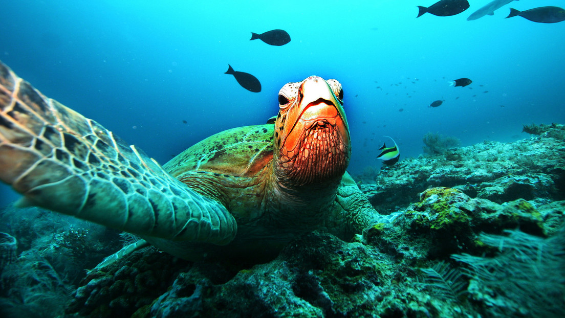 Cammy siempre se destacó por tener un "apetito saludable".