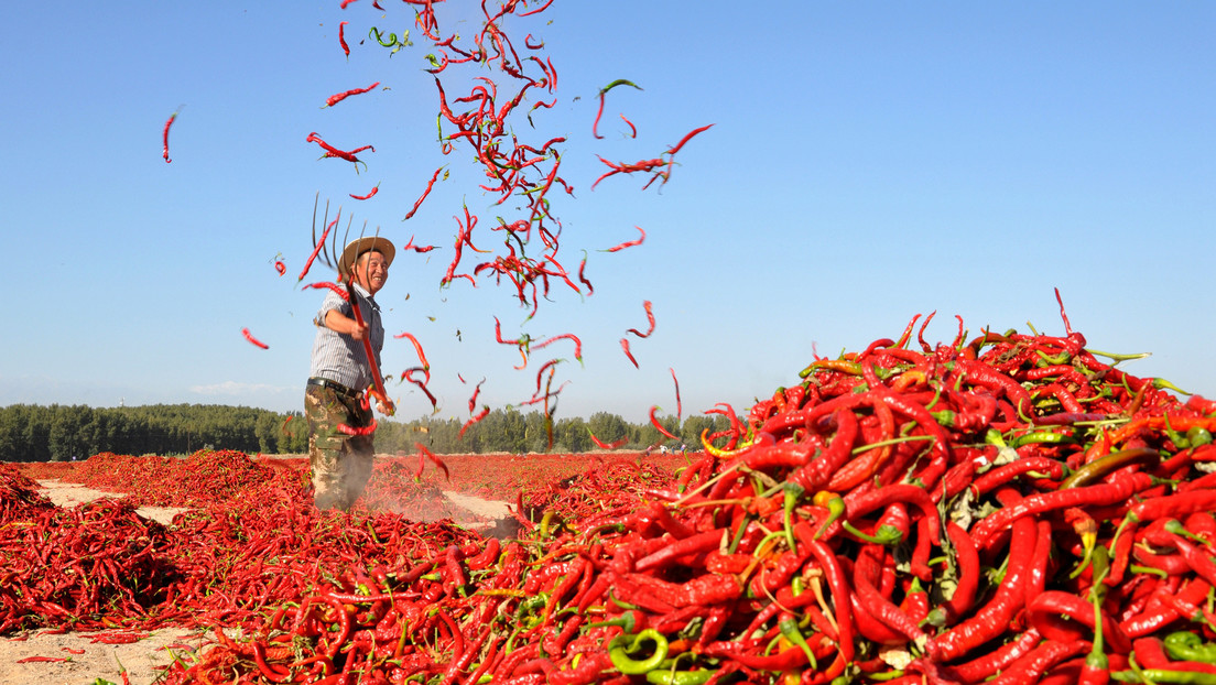 La capsaicina de los chiles sería la responsable de muchos de los beneficios para la salud.