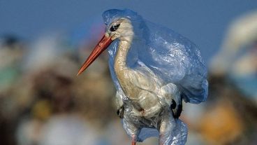 "¿Están los plásticos afectando a nuestra fauna?" así comienza la campaña lanzada
