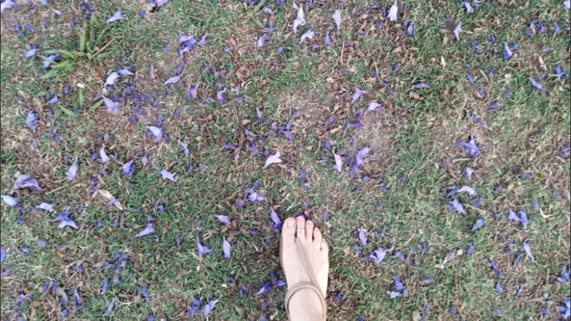Un suelo violeta para pasear al atardecer. 